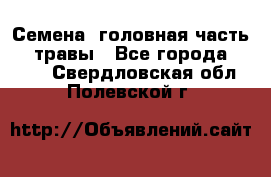 Семена (головная часть))) травы - Все города  »    . Свердловская обл.,Полевской г.